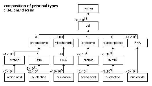 UML class diagram showing composition of principal types